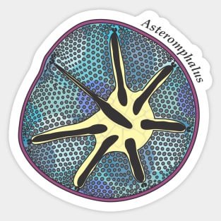 Diatom - Asteromphalus (scientific, color) Sticker